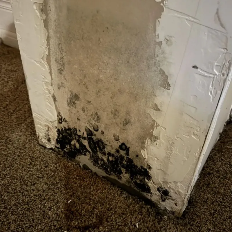 Professional Mold Removal in Mahomet, IL